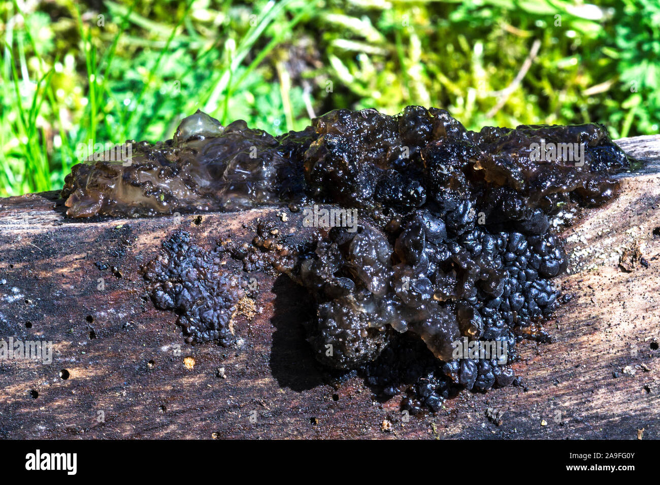 Champignon 'Exidia plana' ou 'Exidia nigricans' La gelée noire.champignon poussant sur le bois en décomposition.au sud-ouest de la France. Banque D'Images