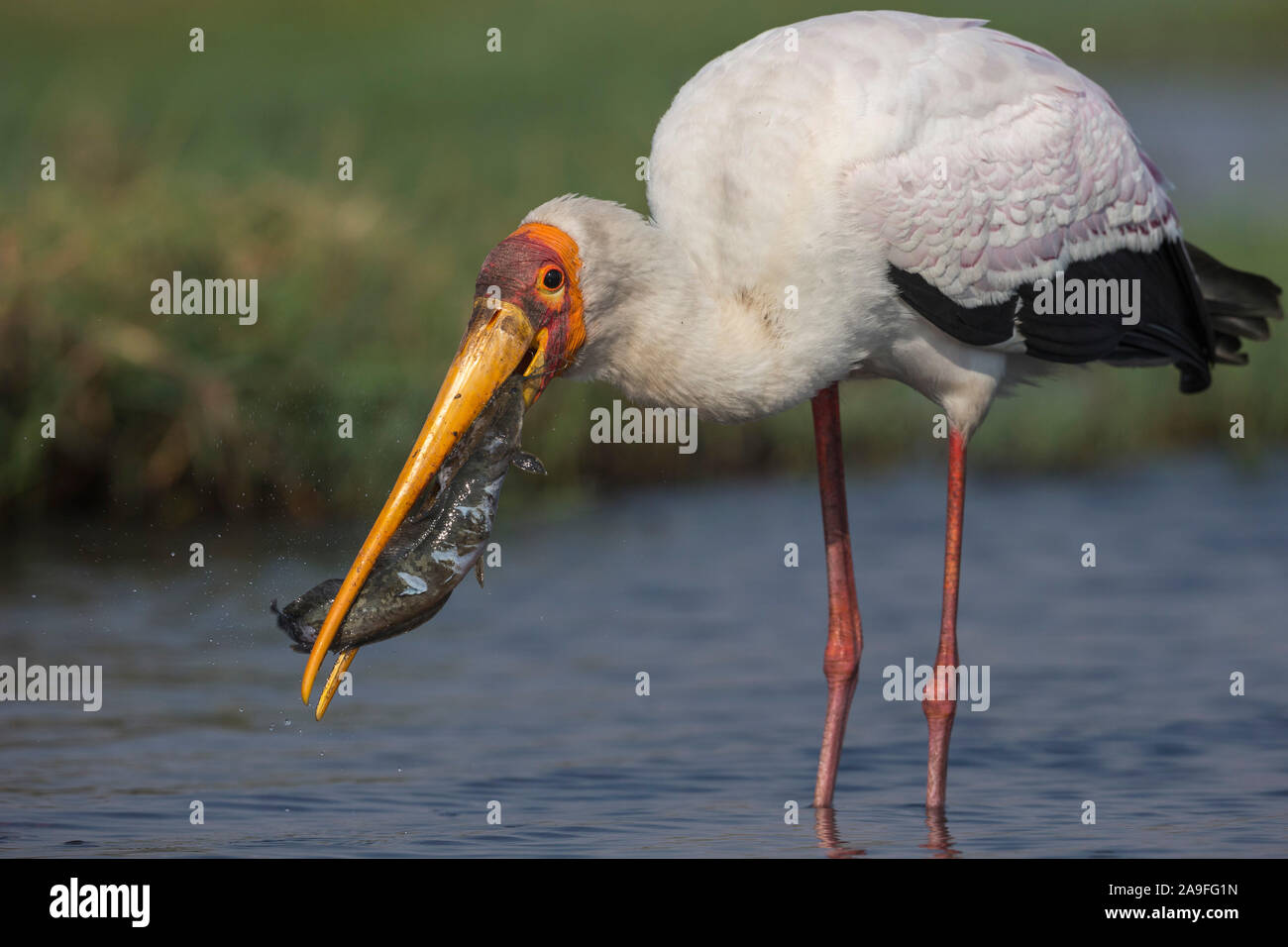 Yellow-billed stork (Mycteria ibis) avec des poissons, le parc national de Chobe, au Botswana Banque D'Images