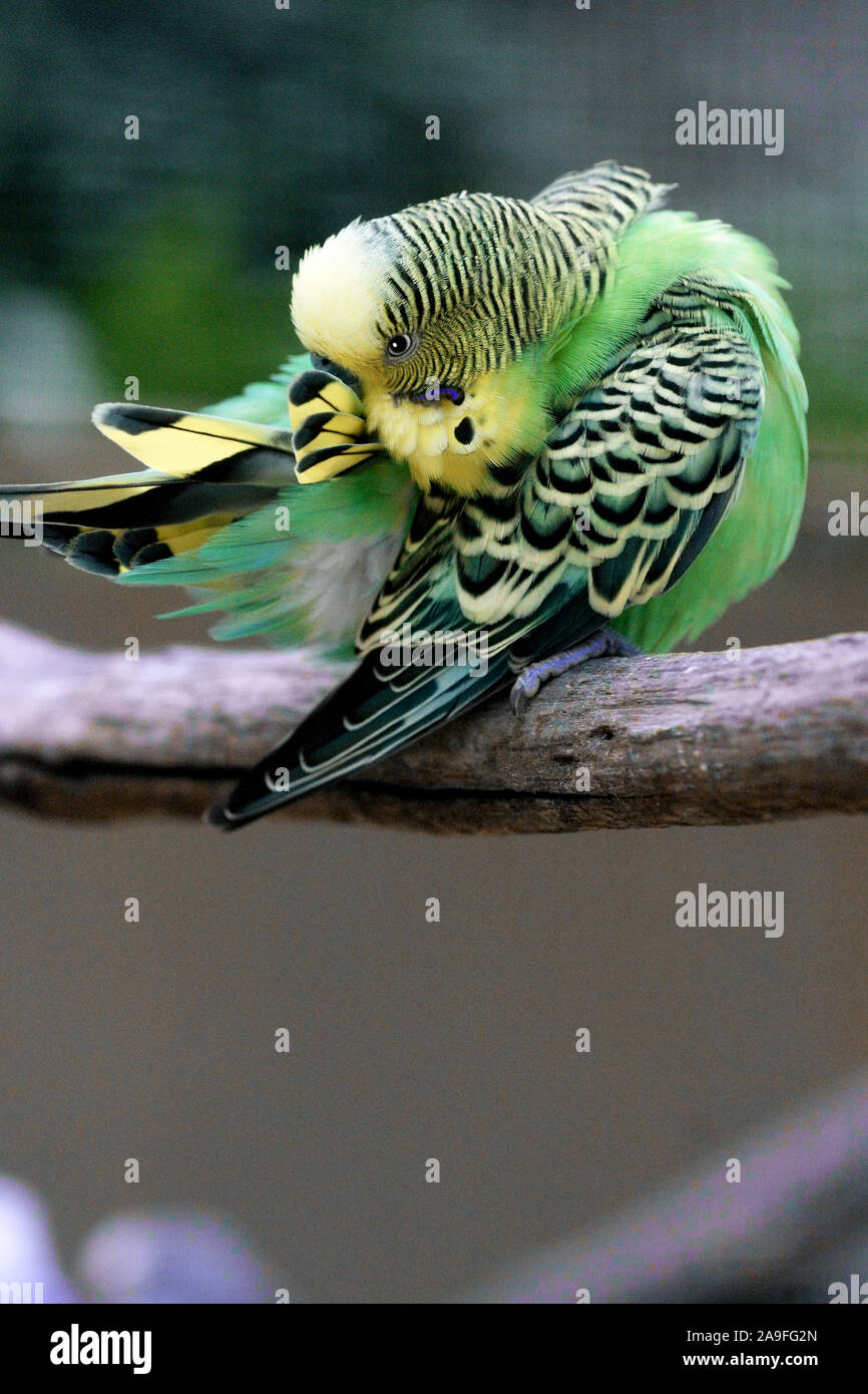 Perruche ondulée 'Melopsittacus undulatus' lissage adultes.au sud-ouest de la France. Banque D'Images