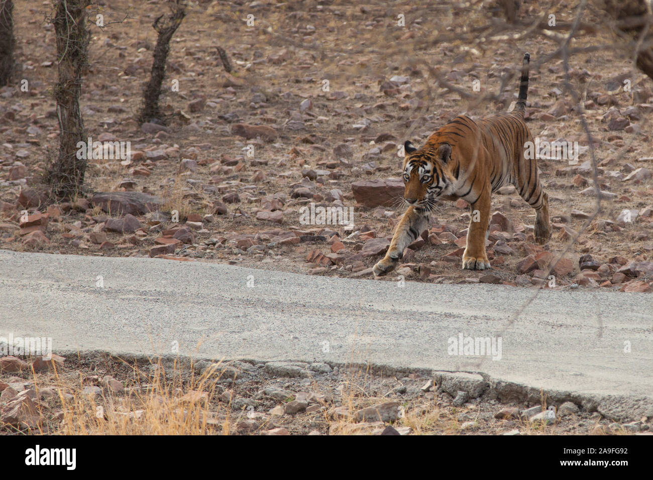 Tigre du Bengale sauvages marchant à travers le parc national de Ranthambore, Rajasthan, Inde Banque D'Images