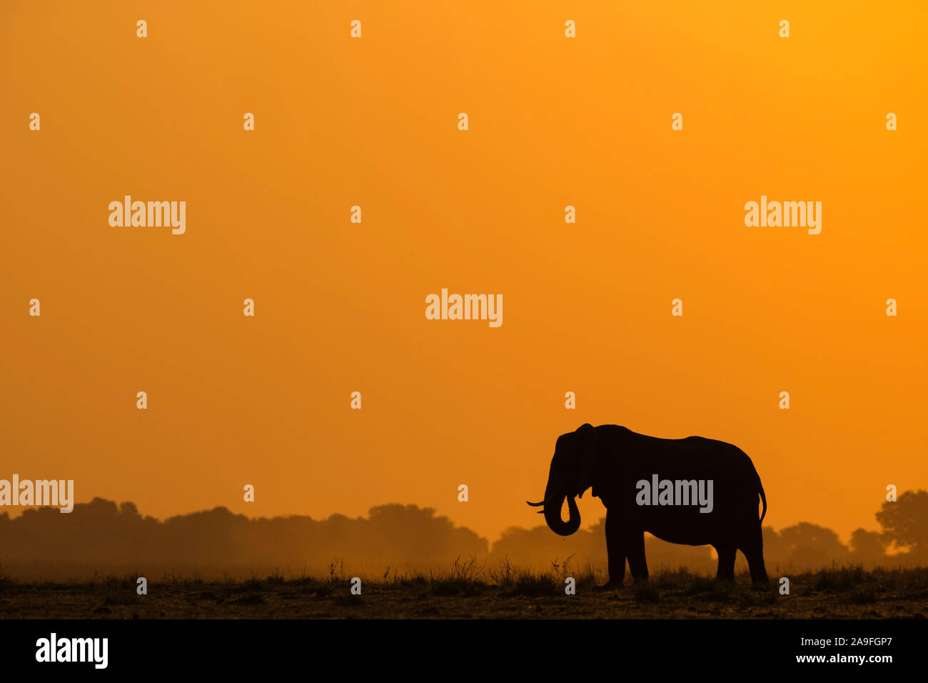 L'éléphant africain (Loxodonta africana) au coucher du soleil, le parc national de Chobe, au Botswana Banque D'Images