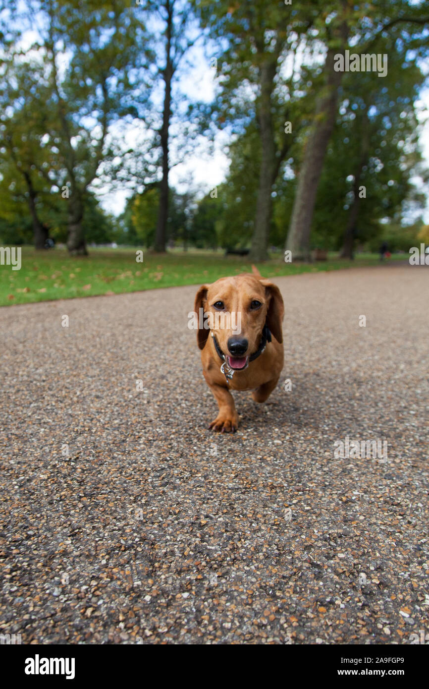 Close up of cute dachshund miniature chien saucisse dans l'herbe haute Banque D'Images