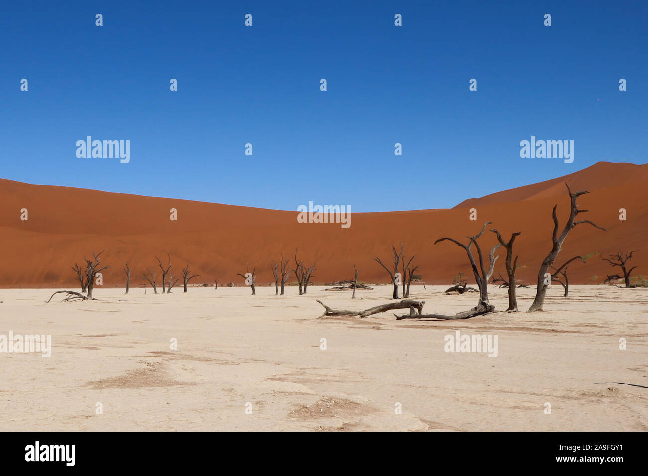 Forêt Pétrifiée et d'anciens arbres morts à Deadvlei Sossusvlei, Namibie, pan de sel Banque D'Images