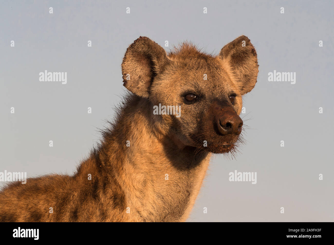 L'Hyène tachetée (Crocuta crocuta), Zimanga Private Game Reserve, KwaZulu-Natal, Afrique du Sud Banque D'Images
