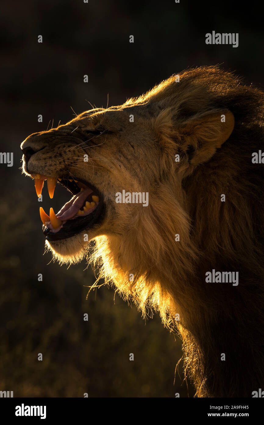 Lion (Panthera leo) mâle montrant flehmen grimace, Kgalagadi Transfrontier Park, Afrique du Sud Banque D'Images