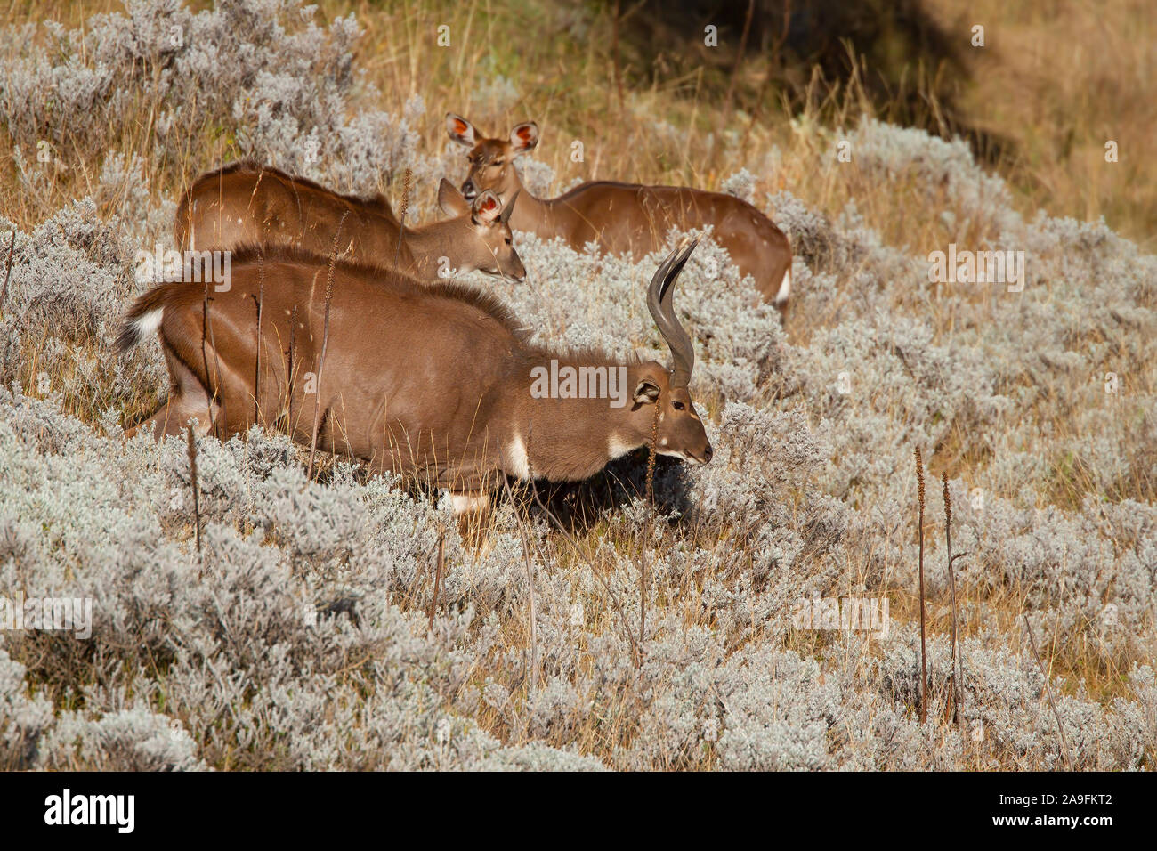Nyala de montagne Banque D'Images
