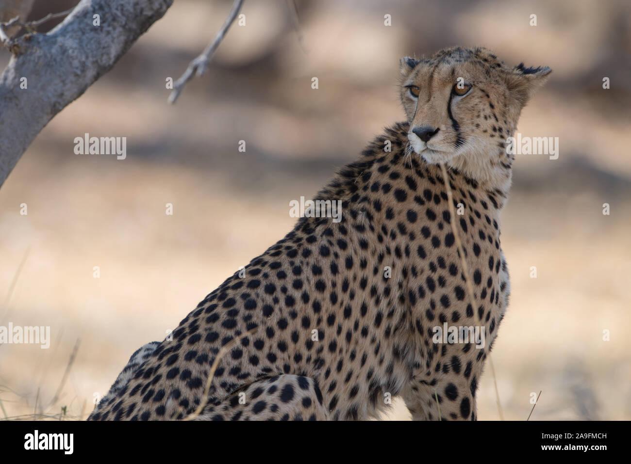 Beau Guépard (Acinonyx jubatus) en NP Moremi (Khwai), Botswana Banque D'Images