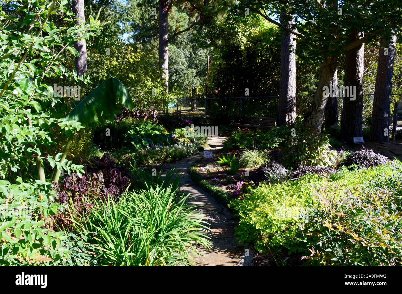 Tyler Rose Garden à Tyler, Texas. Banque D'Images