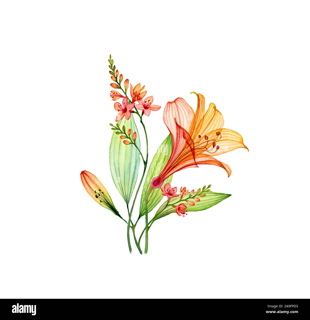 Transparent aquarelle bouquet avec Lily de freesia et de feuilles. Fleurs tropicales colorées isolé sur blanc. Fleurs de mariage d'illustration botanique Banque D'Images