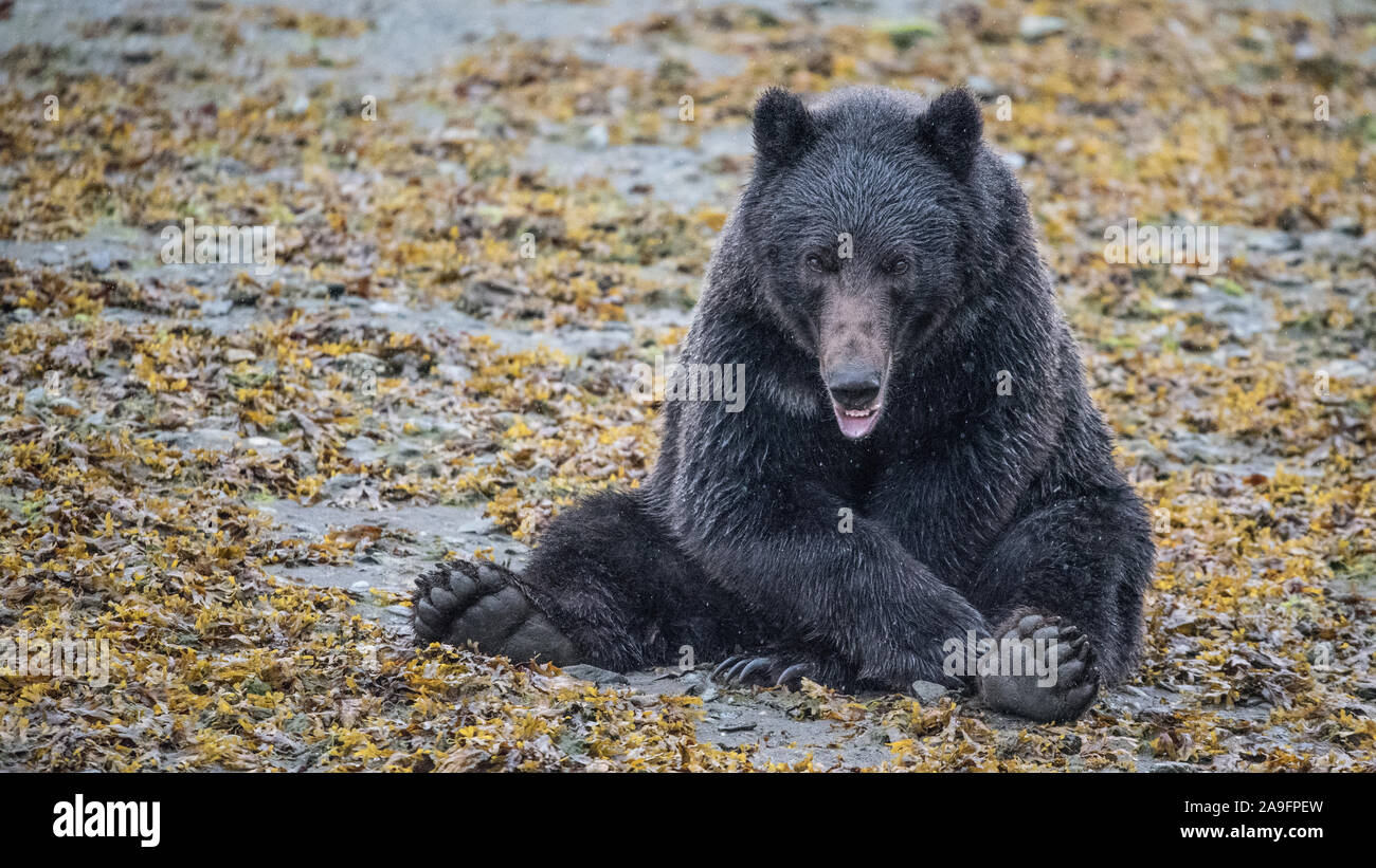 Ours brun est assis dans le varech Looking at Camera with Paws, sud-est de l'Alaska Banque D'Images