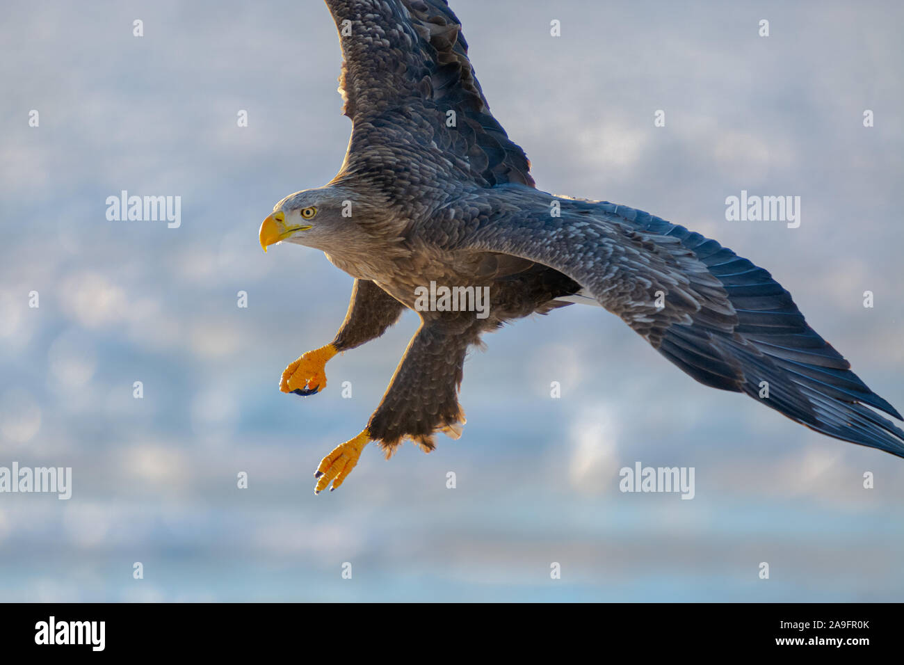 Les Aigles de mer à Rausu Hokkaido au Japon Banque D'Images