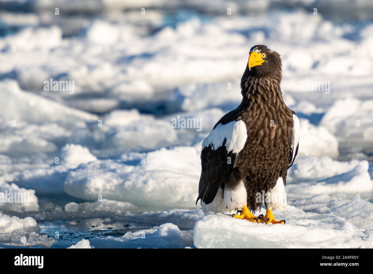 Les Aigles de mer à Rausu Hokkaido au Japon Banque D'Images