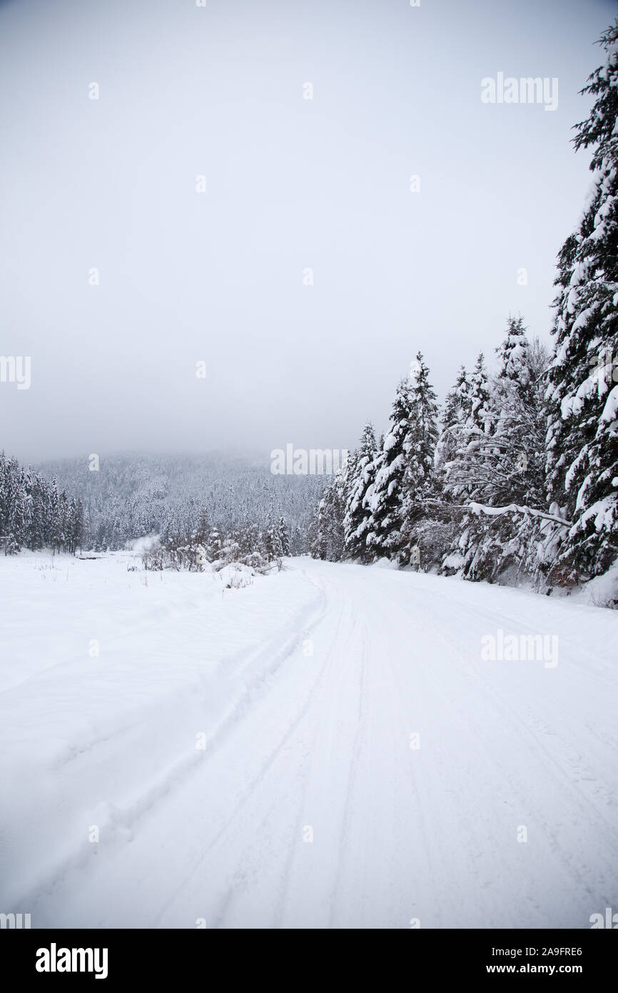 Fond de Noël avec les sapins enneigés. Beau paysage de montagne d'hiver. Banque D'Images