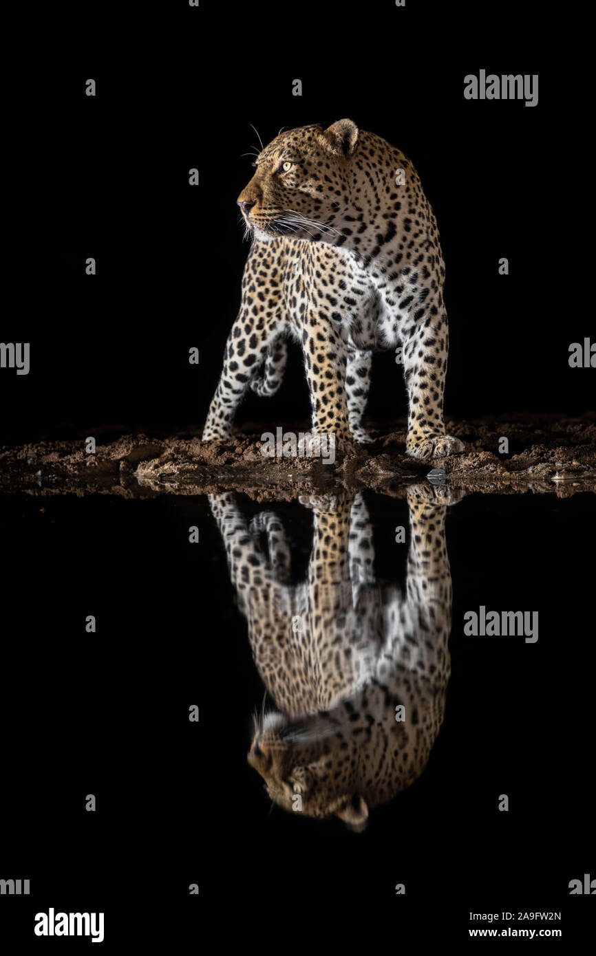 Leopard (Panthera pardus) mâle à l'eau la nuit, Zimanga Private Game Reserve, KwaZulu-Natal, Afrique du Sud Banque D'Images