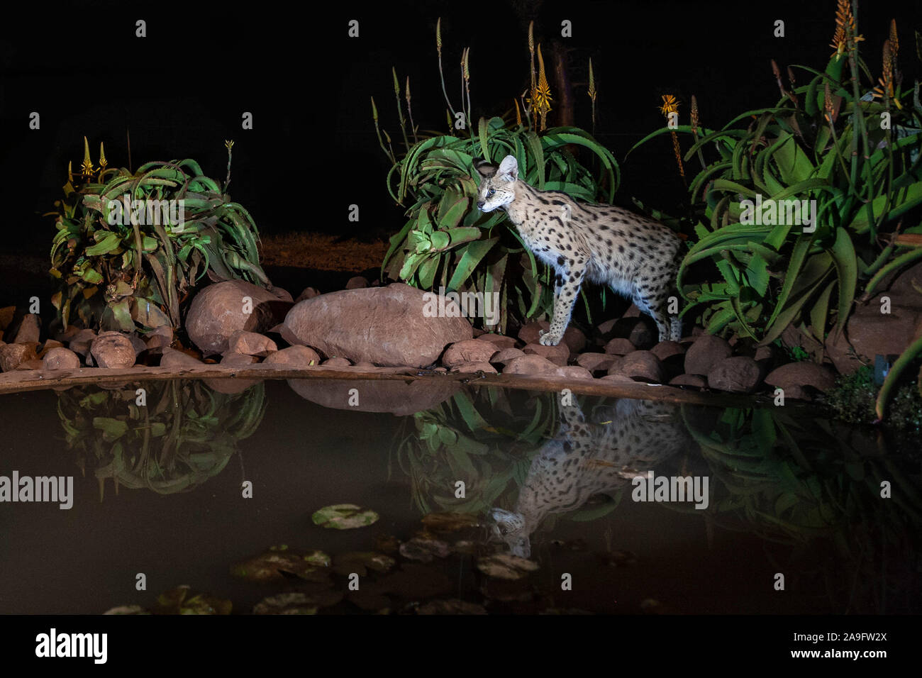 Serval (Leptailurus serval), à l'eau la nuit, Zimanga game reserve, KwaZulu-Natal, Afrique du Sud Banque D'Images