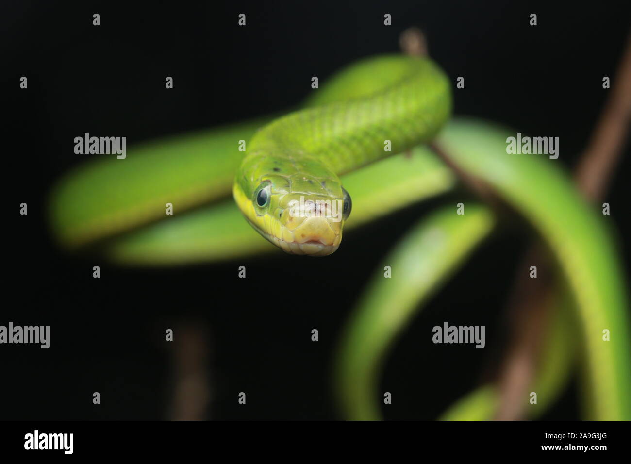 Gonyosoma prasinum, bijou vert, vert serpent serpent rat bush ou couleuvre obscure vert Banque D'Images