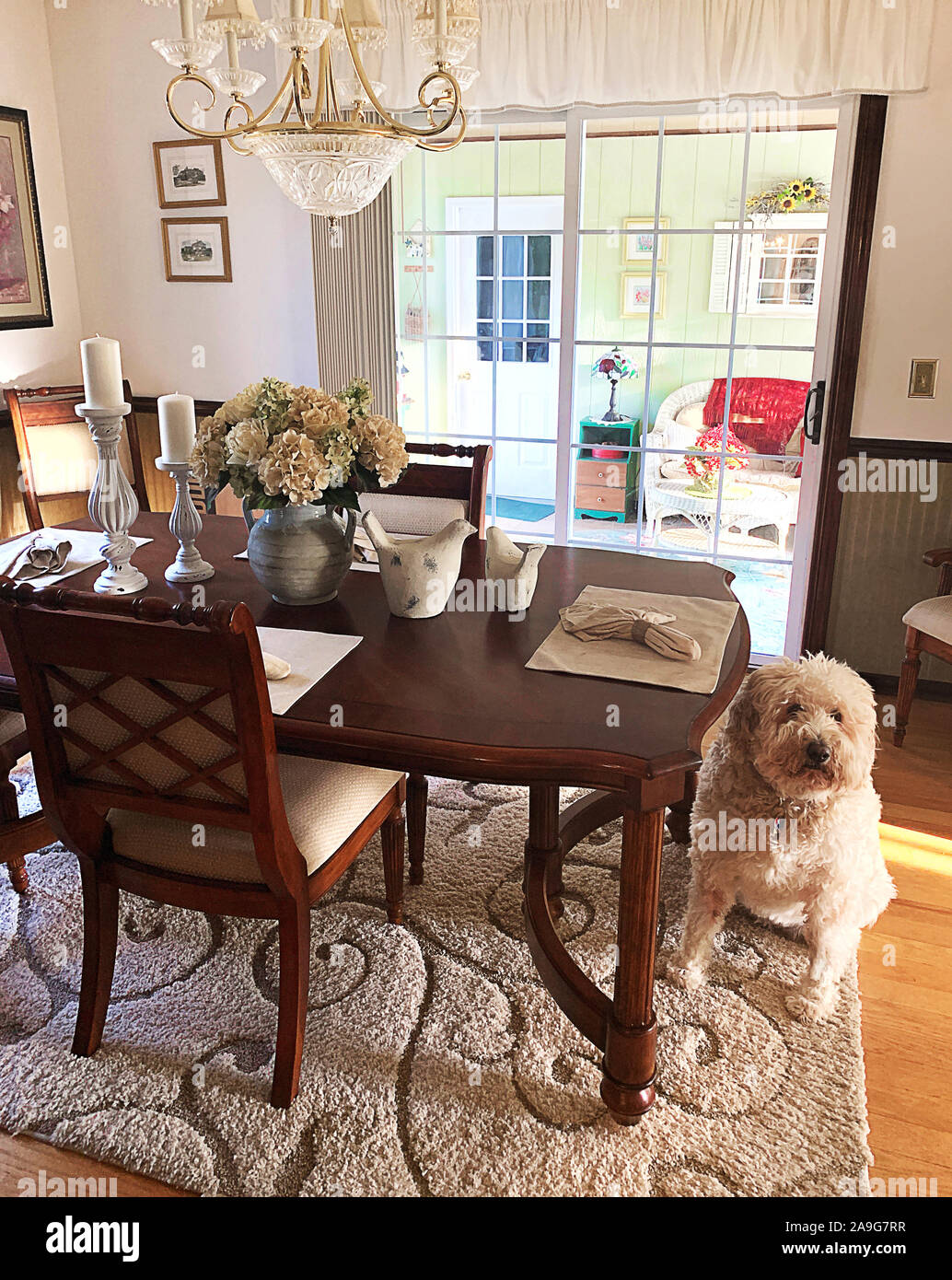 Large White golden doodle est assis regardant propriétaire dans la salle à manger de la maison. Banque D'Images