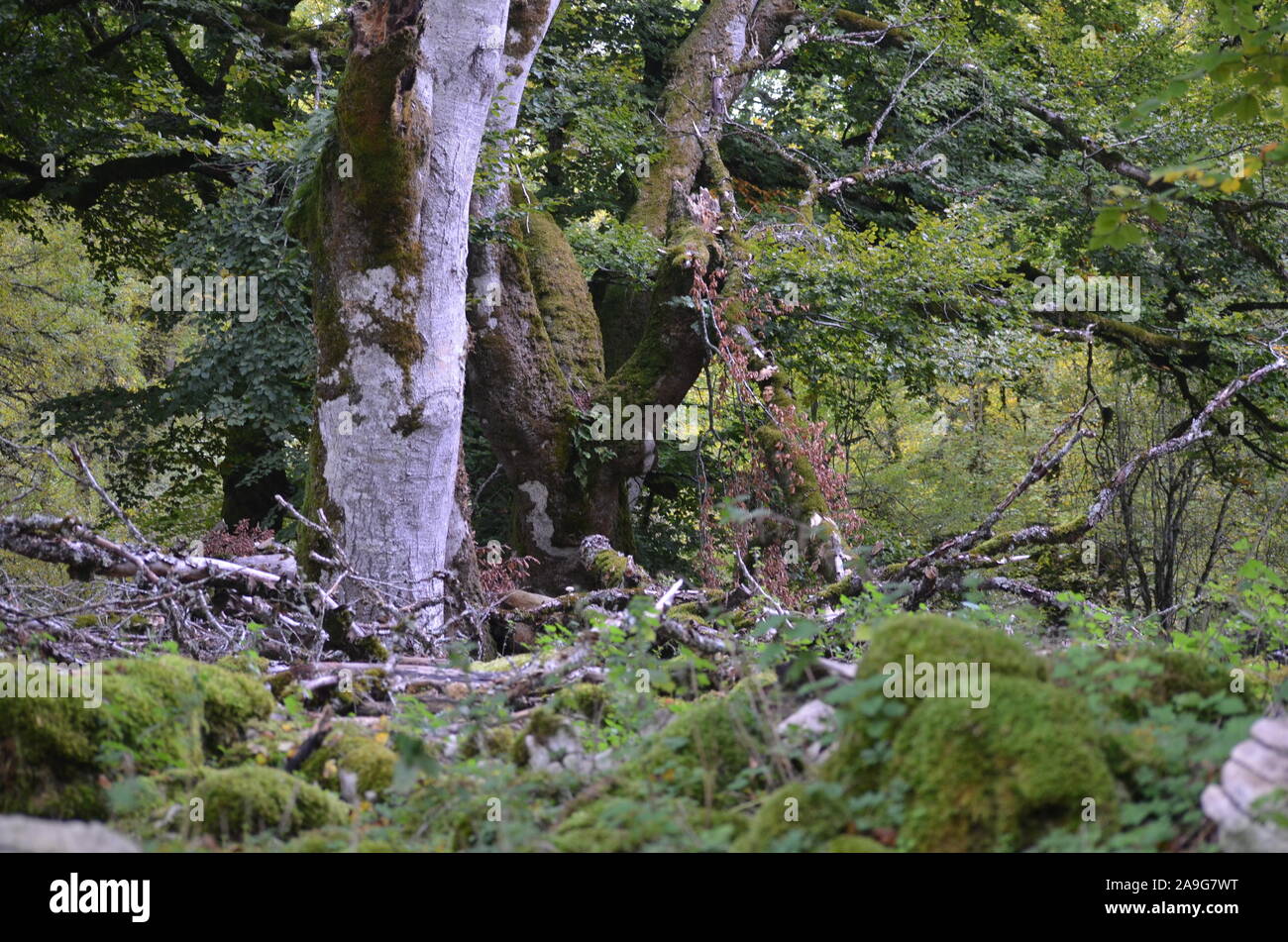 Moss couvrant les hêtres dans le parc naturel de la Sierra de Urbasa, Navarre Banque D'Images