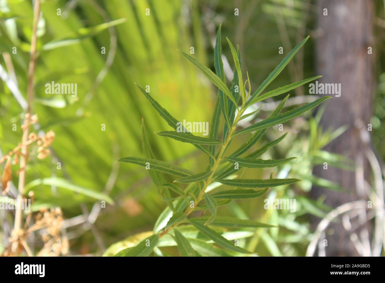 Des plantes indigènes du désert du Colorado, communément Sandbar willow Salix exigua, botaniquement, ne pousse que dans la région de Cottonwood Spring de Joshua Tree National Park. Banque D'Images