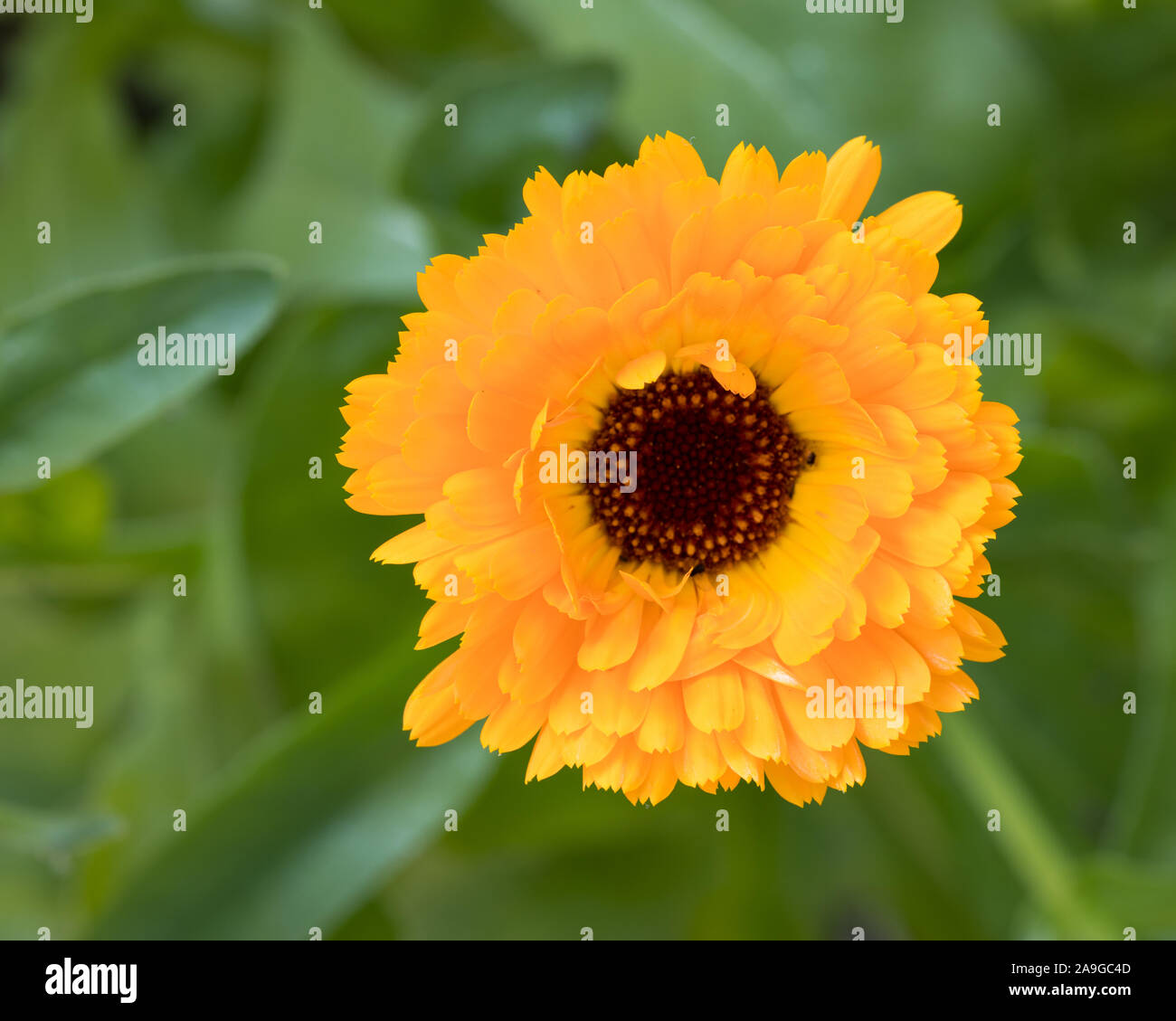 Vue de dessus / oiseaux yeux remplis de souci officinal (Calendula officinalis) blossom piscine dans le jardin avec un arrière-plan flou vert Banque D'Images