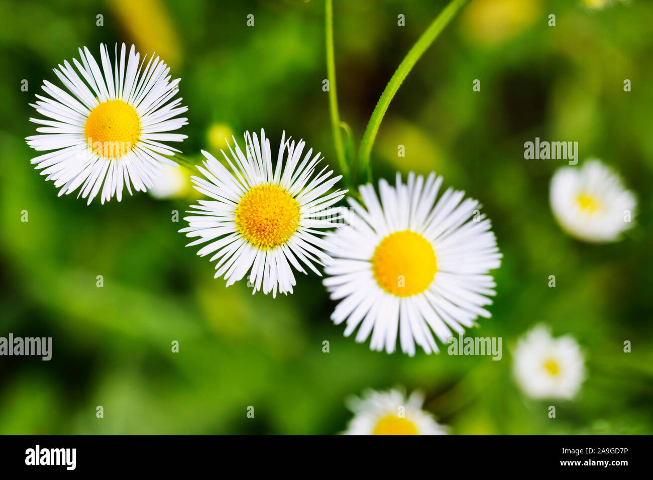 Belles marguerites sur fond de pelouse verte , rayons blanc et jaune fleur ronde ,macro photographie Banque D'Images