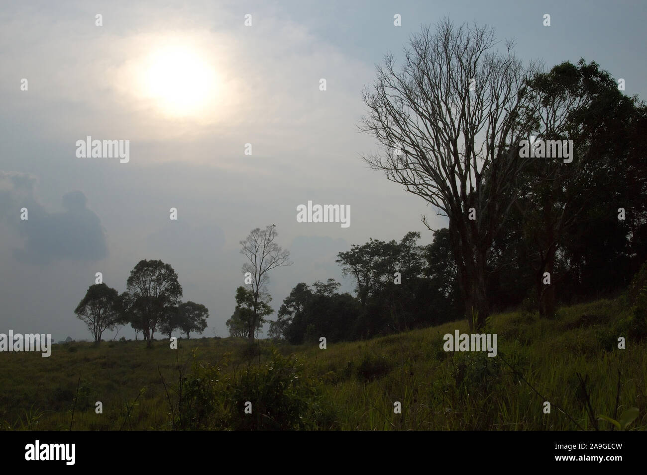 Coucher de soleil sur beau parc de Khao Yai, Thaïlande Banque D'Images