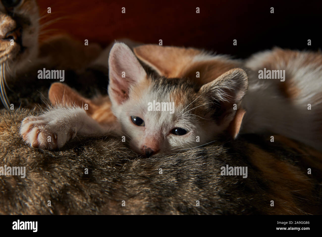 Un Mignon Bebe Chat De Calins Jusqu A Une Mere Cat Photo Stock Alamy
