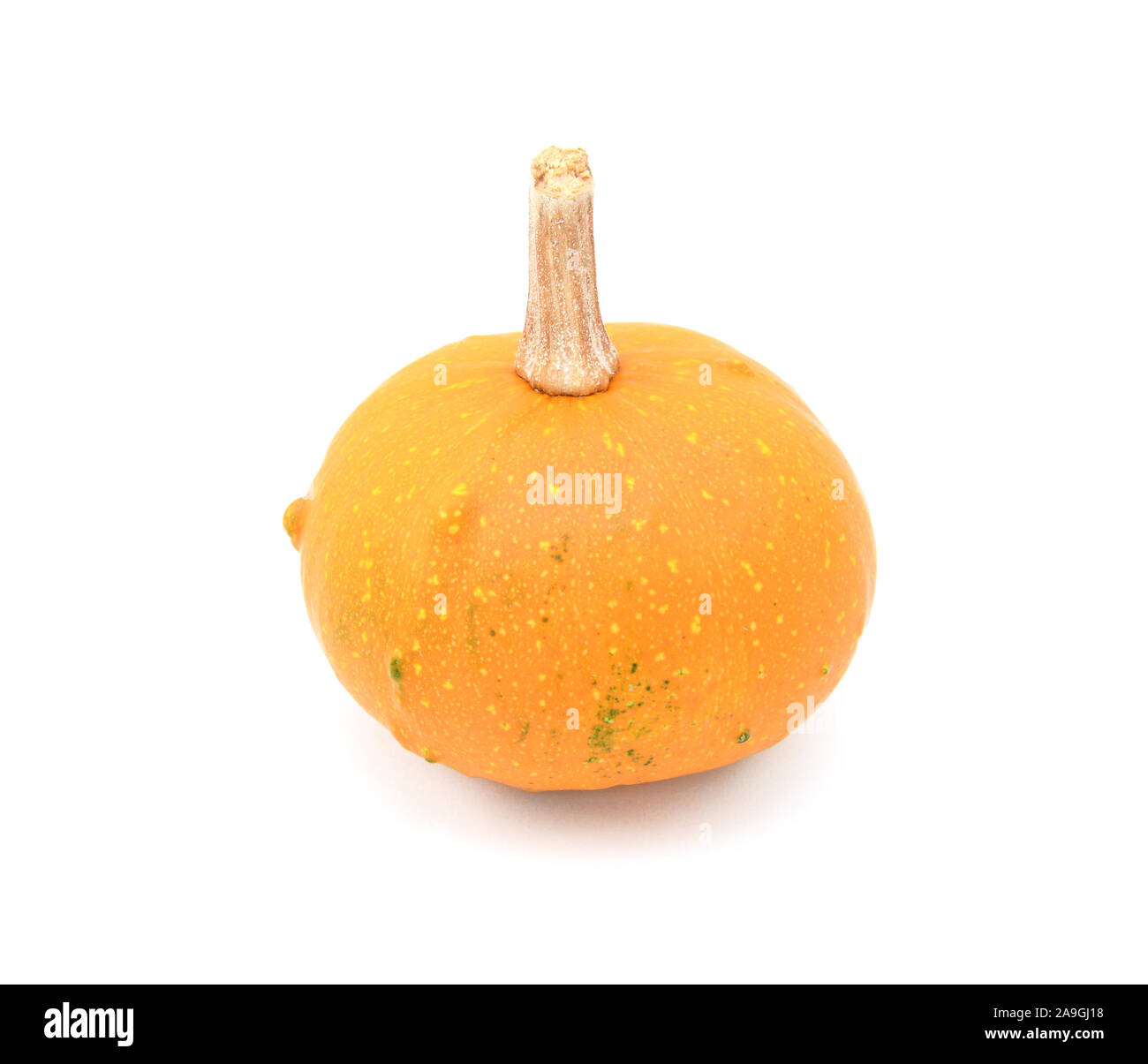 Ornementales ronde gourd avec peau orange vif pour décoration d'automne, sur un fond blanc Banque D'Images