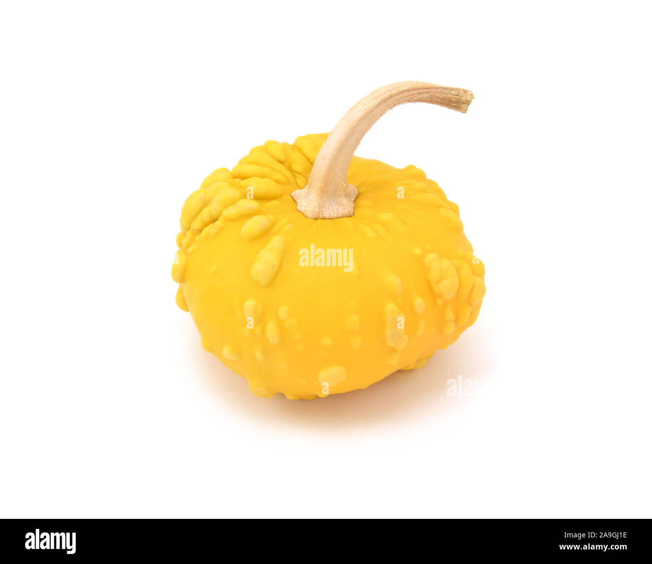Warted gourd ornementales jaune avec ses longues tige, sur un fond blanc Banque D'Images