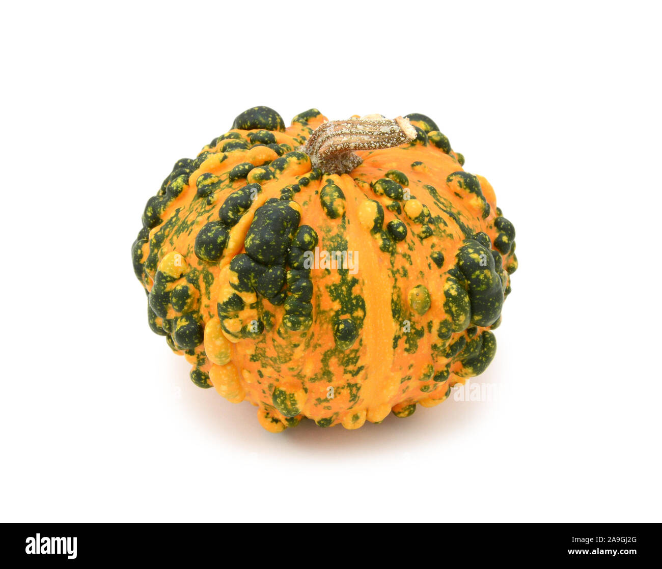 Ornementales warted inhabituelle gourd avec orange et vert foncé de la peau, des marques sur un fond blanc Banque D'Images