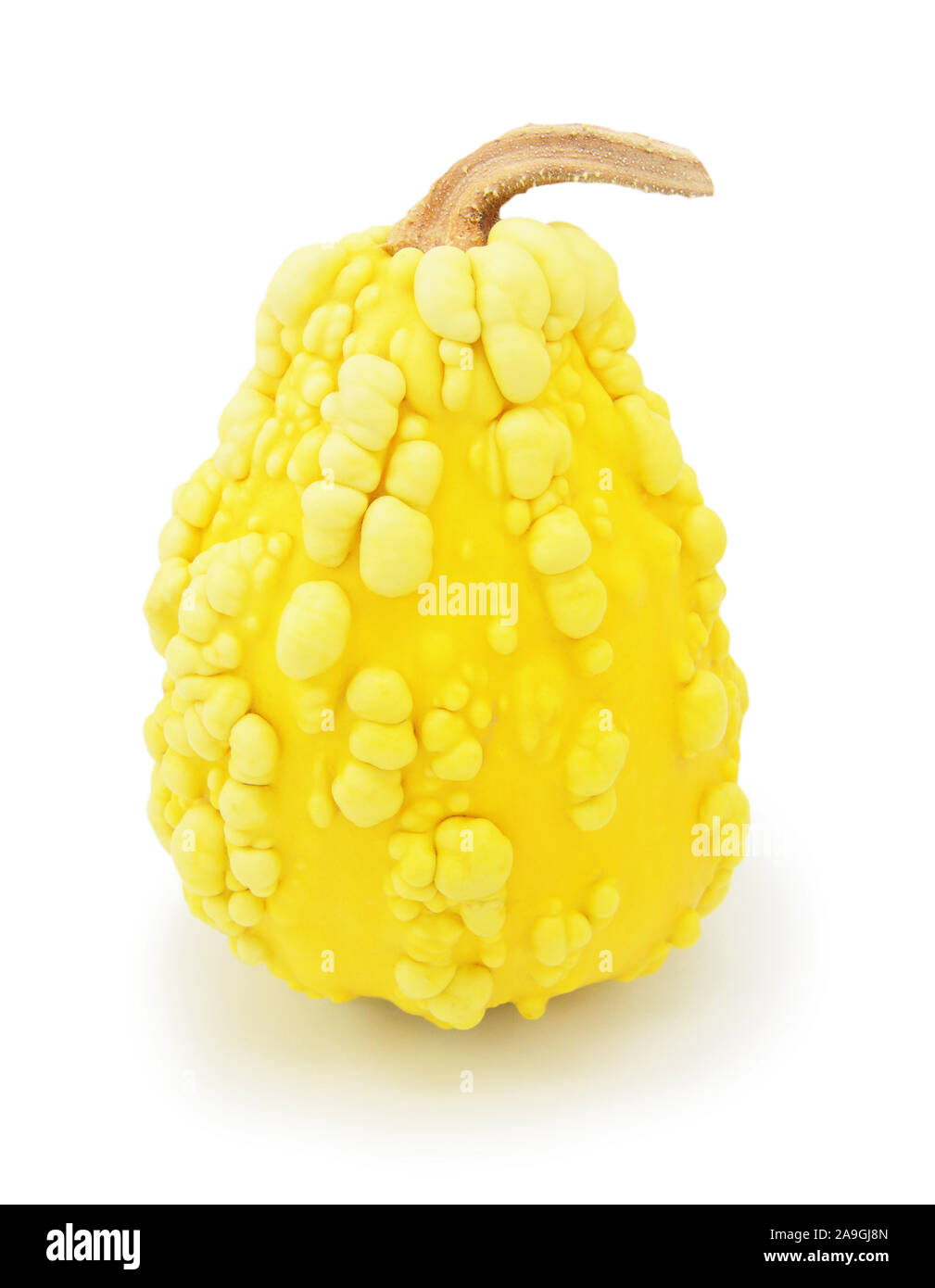Ornementales hautes warted gourd à peau jaune et grumeleuse, forme inhabituelle sur un fond blanc Banque D'Images