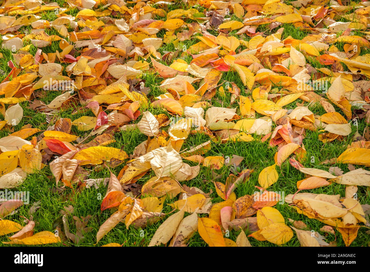 L'automne, les feuilles des arbres , November-Fallen,Hyde Park London,UK Banque D'Images