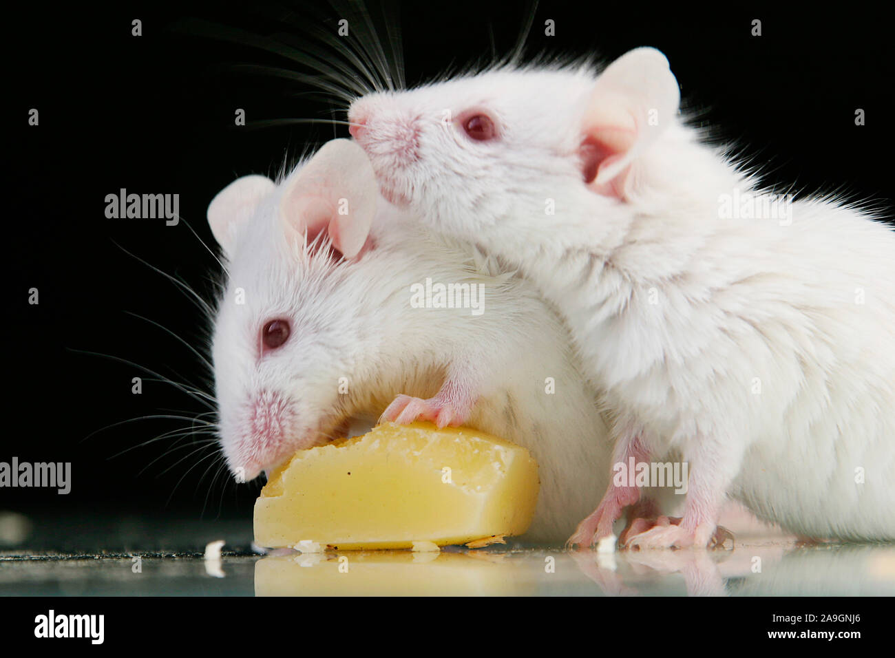 Weisse M‰utiliser beim Fressen - souris manger du fromage blanc Banque D'Images