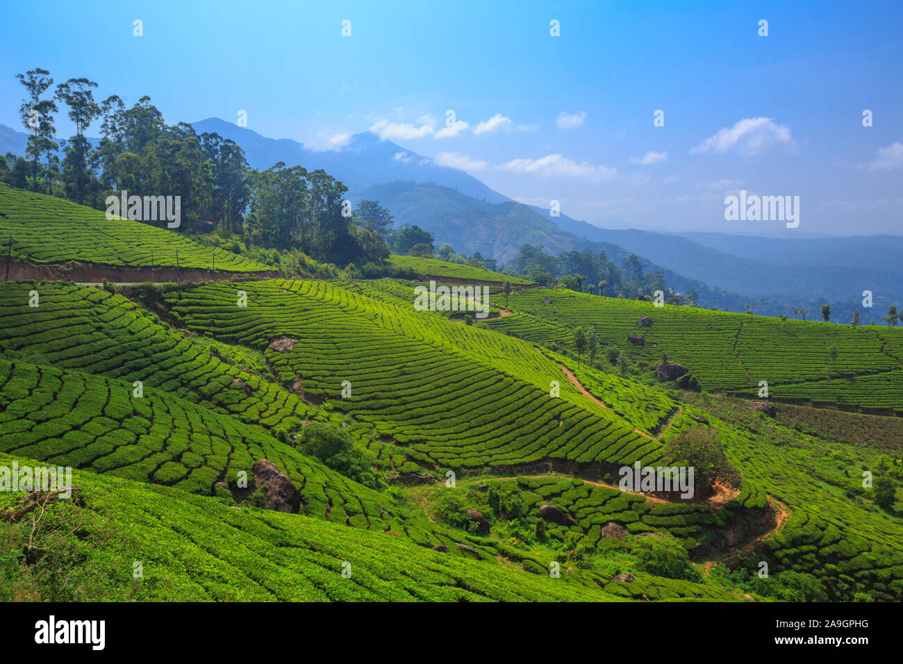 Beaux jardins de thé de Munnar, Kerala (Inde) Banque D'Images