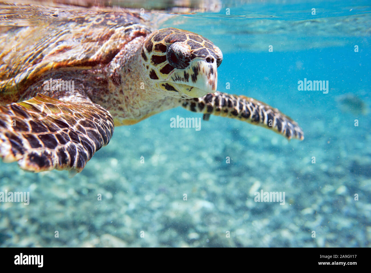 Echte Karettschildkroete, Kuba, Indischer Ozean, (Eretmochelys imbricata), Banque D'Images