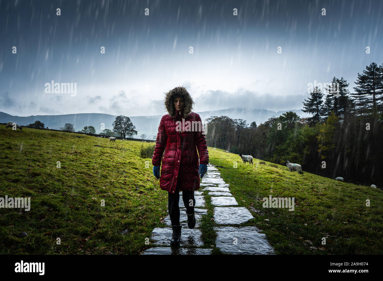 Une jeune femme, randonneur, l'ascension d'une montagne à l'hiver froid pluie dans le Derbyshire Peak District National Park, saison d'hiver dans la campagne britannique Banque D'Images