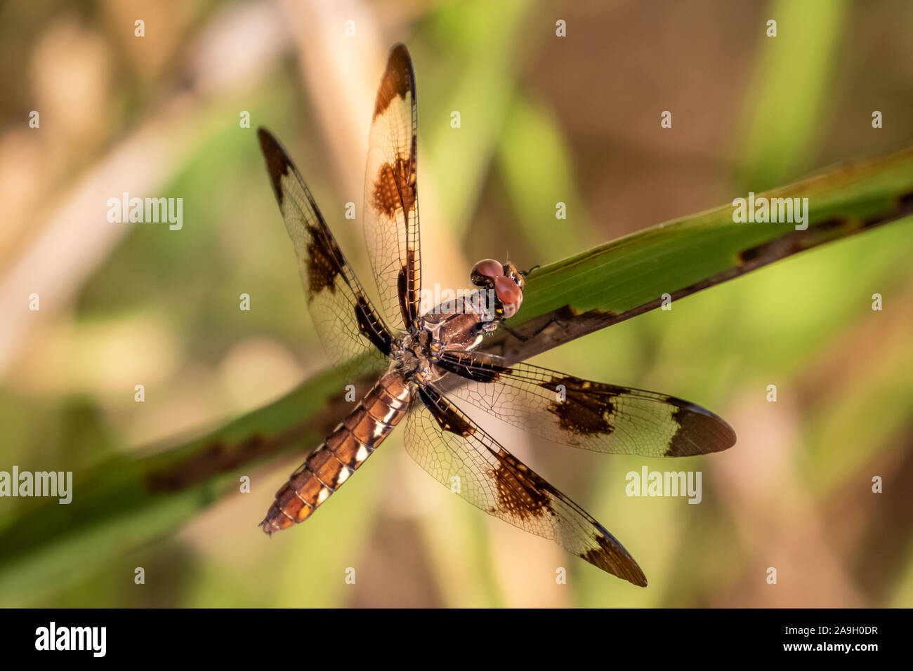 Les femelles de la Whitetail ou Skimmer Longtail (Plathemis lydia) perché sur un brin d'herbe Banque D'Images