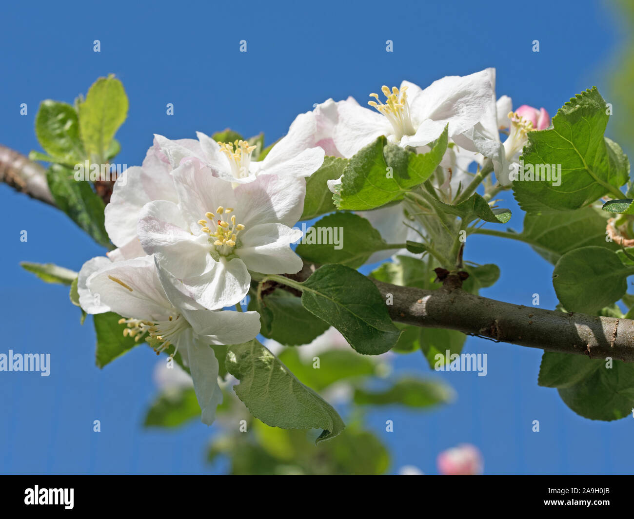 Pommier en fleurs au printemps Banque D'Images