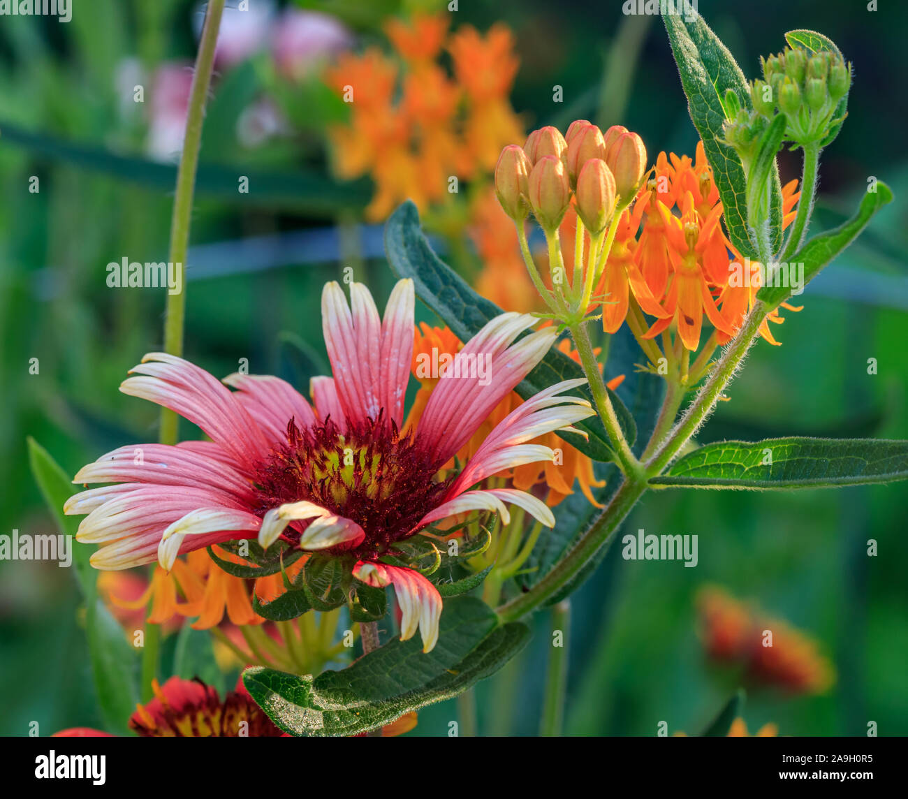 Diverses fleurs dans un jardin Banque D'Images