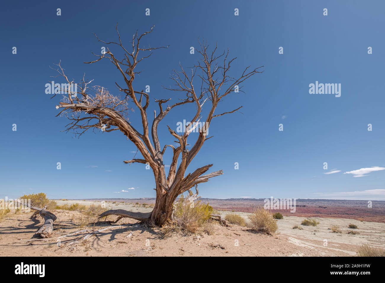 Arbre sans feuilles contre le ciel bleu en climat aride dans le Colorado, USA Banque D'Images