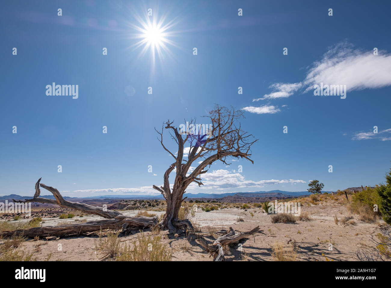 Arbre sans feuilles contre le ciel bleu en climat aride dans le Colorado, USA Banque D'Images
