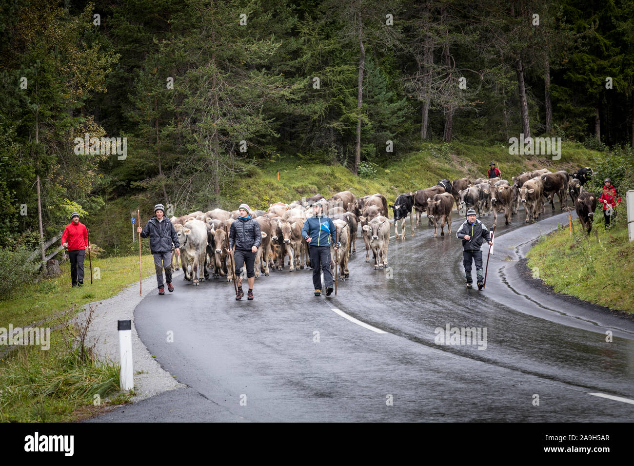 La pratique de la Transhumance Alpine, où les variations saisonnières de droving herbivores de l'estive de haut vers le bas dans la vallée Banque D'Images