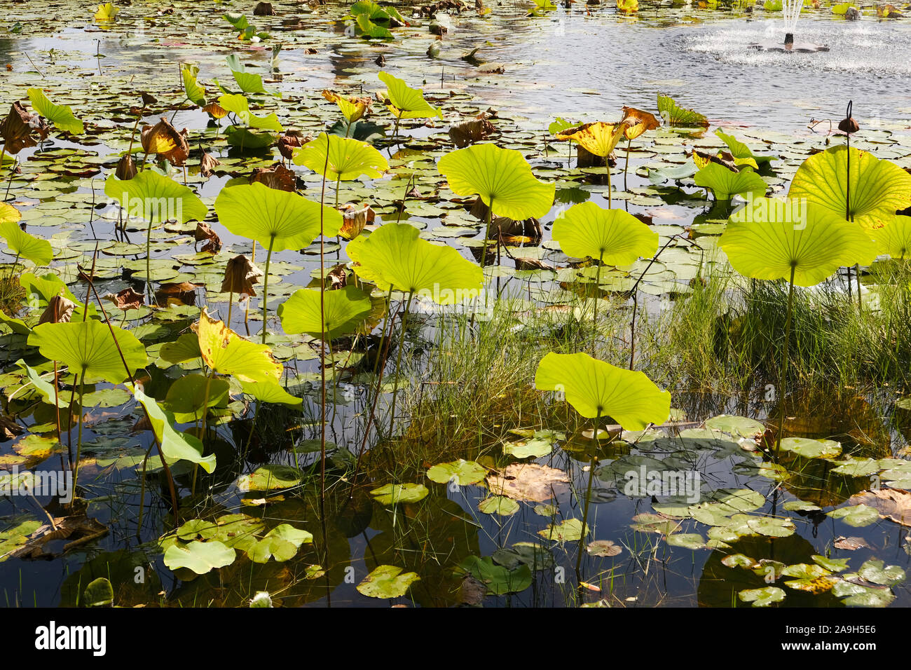 Water Lilies face au soleil dans un petit étang à Grayton Beach en Floride, aux États-Unis. Banque D'Images