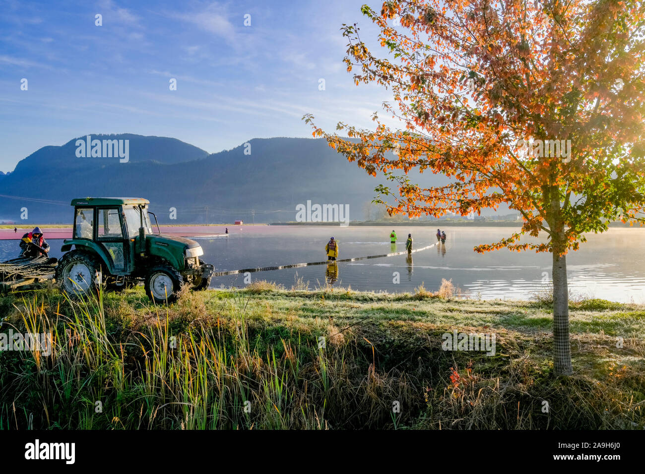 La récolte de la canneberge, Pitt Meadows, Colombie-Britannique, Canada Banque D'Images