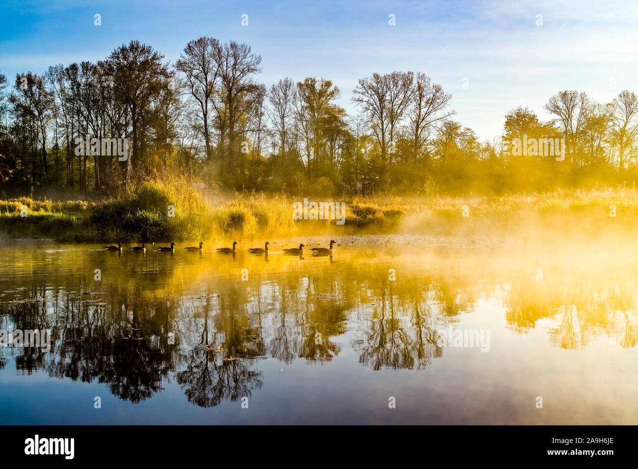 Matin, Burnaby Lake Regional Park, Burnaby, Colombie-Britannique, Canada Banque D'Images