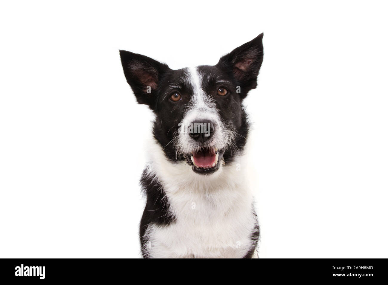 Portrait happy black border collie. Isolé sur fond blanc. Banque D'Images
