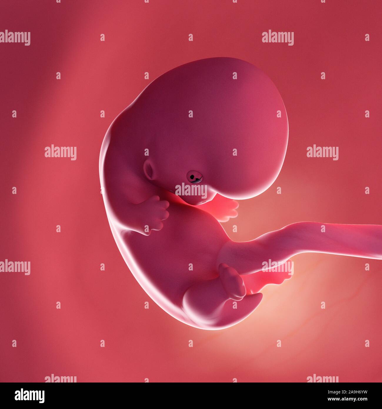 Fœtus à la semaine 8, illustration Banque D'Images