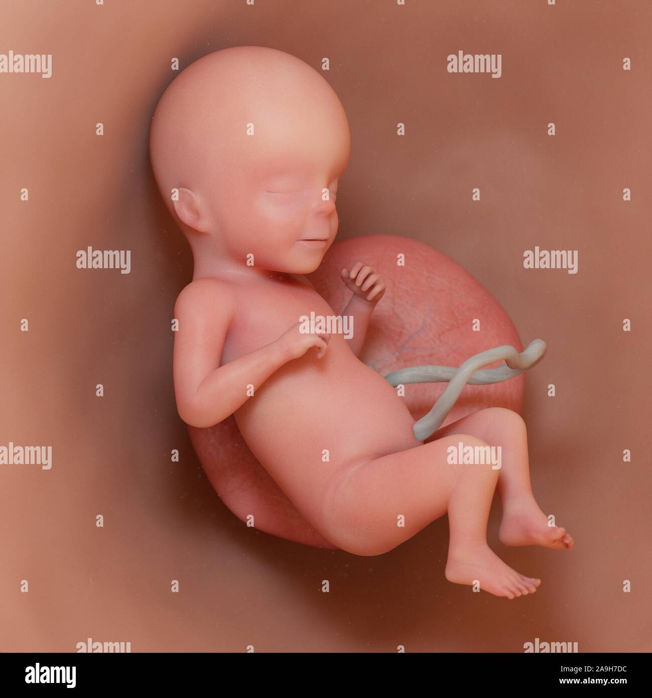 Fœtus A La Semaine 26 Illustration Photo Stock Alamy Fœtus A La Semaine 26 Illustration Photo Stock Alamy