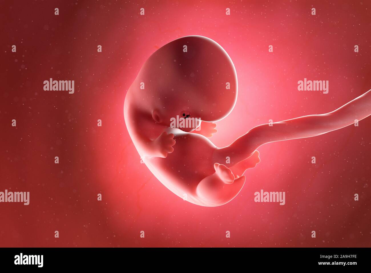 Fœtus à la semaine 8, illustration Banque D'Images