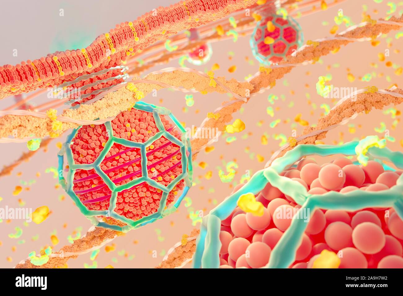 Recouvertes de clathrine membrane de bourgeonnement de vésicules, illustration Banque D'Images